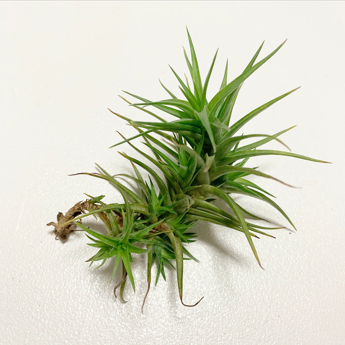 Tillandsia aeranthos 'Miniata